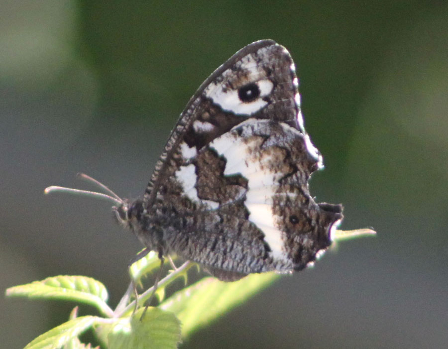 Brintesia circe